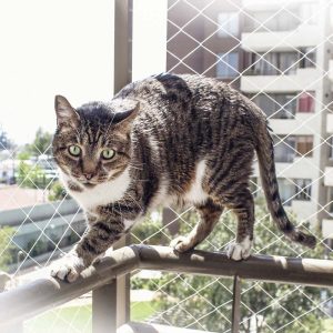 Instalação de Tela para Crianças e Pet